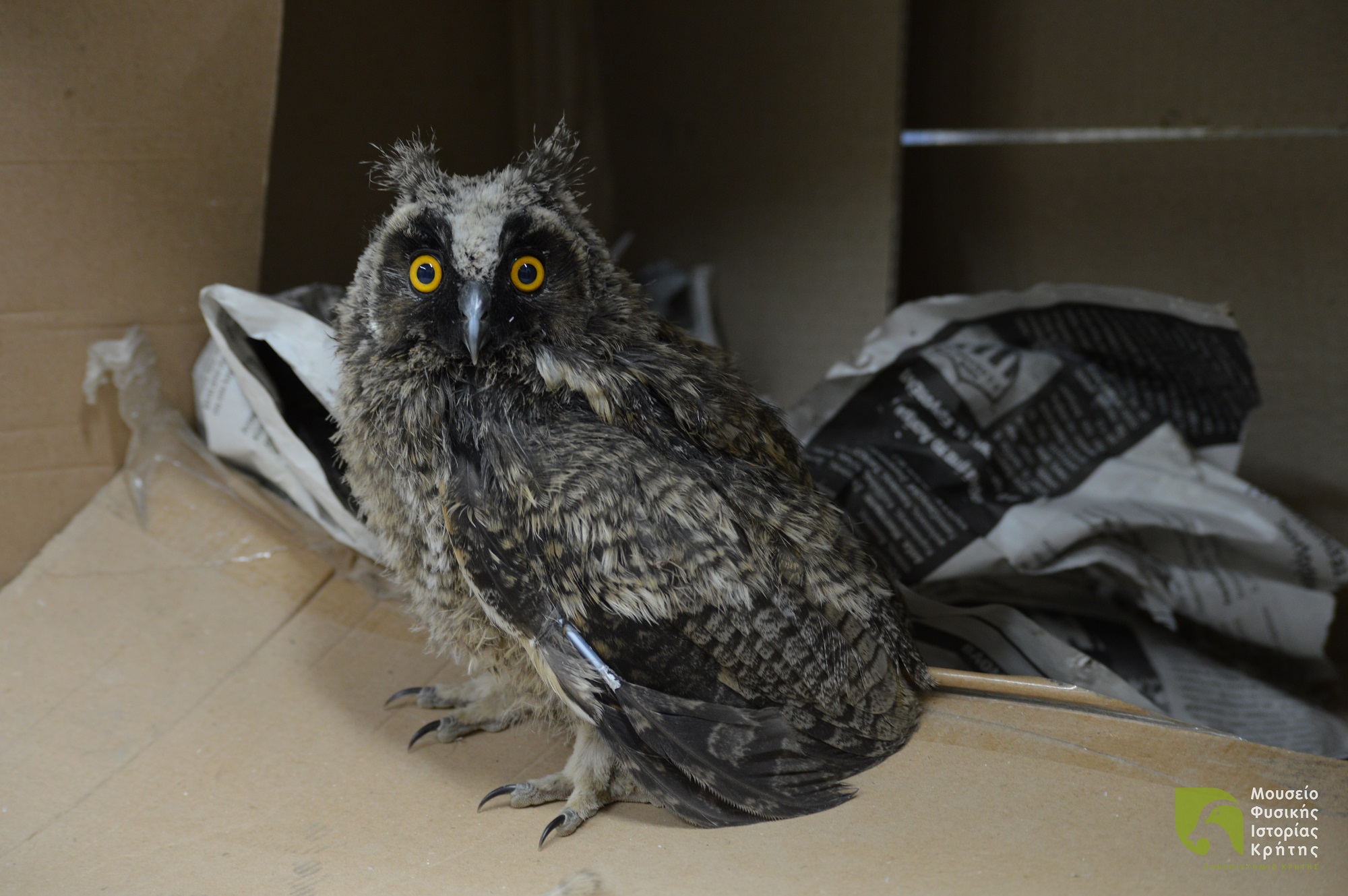 κουκουβάγια