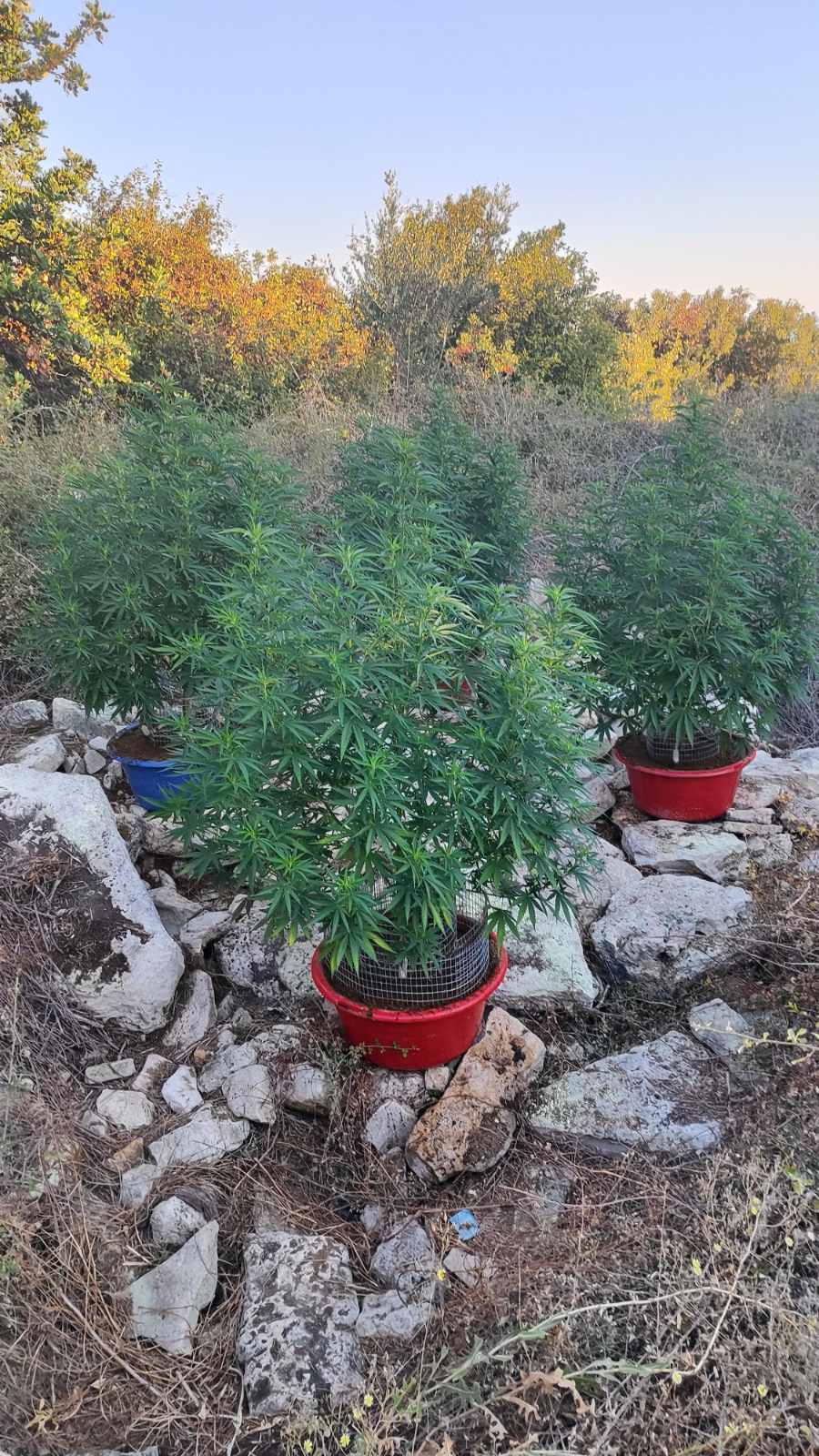 Χασισοφυτεία Μυλοποταμος