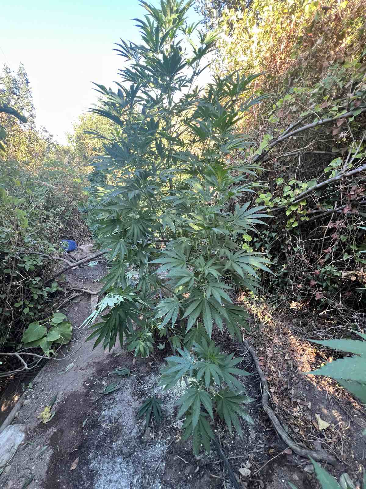 Χασισοφυτεία Μυλοποταμος