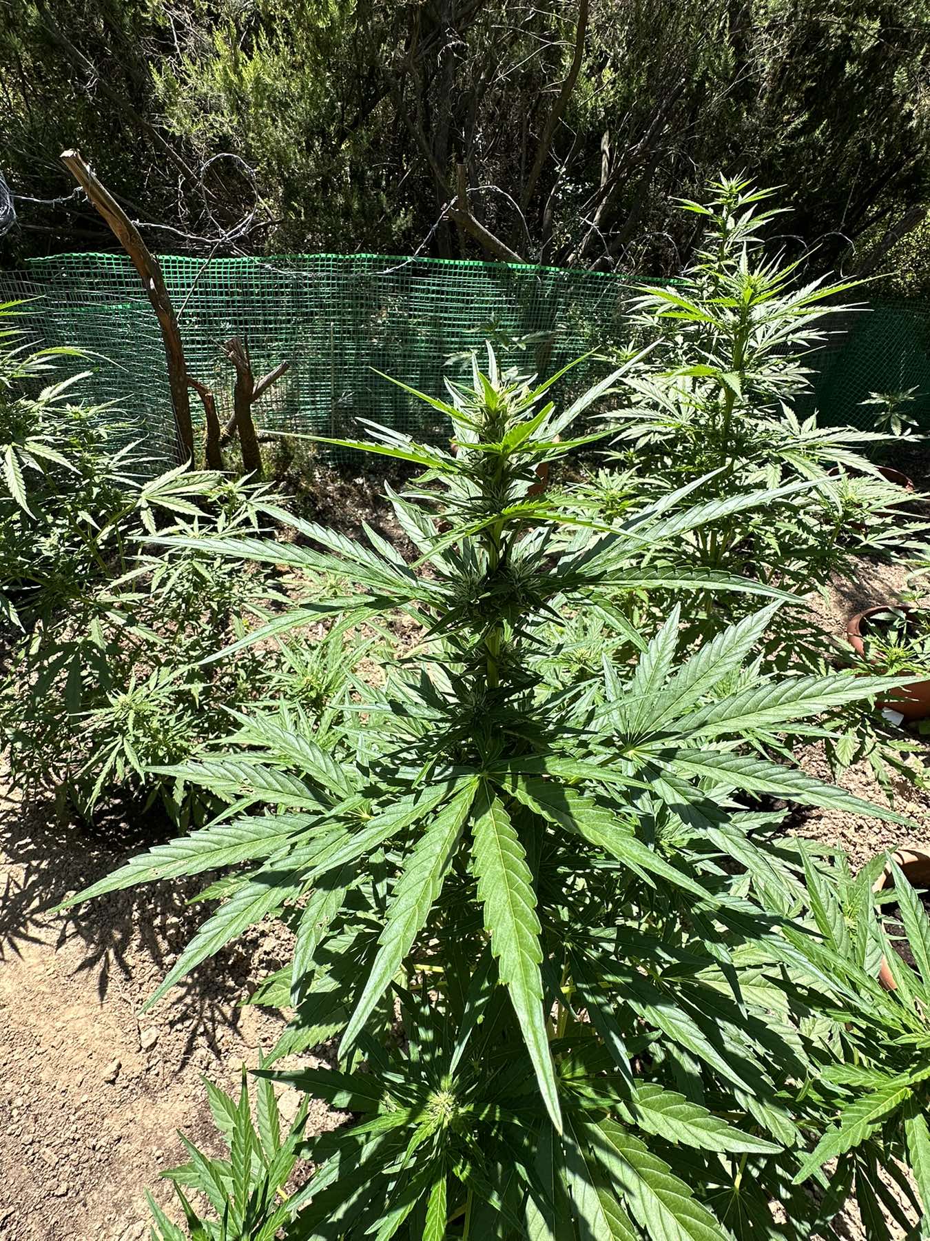 Η προανάκριση διενεργείται από το Τμήμα Δίωξης Ναρκωτικών της Υποδιεύθυνσης Ασφαλείας Ρεθύμνης. &nbsp;&nbsp;