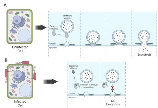 Τα παθογόνα βακτήρια παράγουν μία πρωτεΐνη τελεστή που παρεμποδίζει την εξωκυττάρωση, επηρεάζοντας τη σωστή συναρμολόγηση του συμπλόκου εξωκυττάρωσης. Σε φυσιολογικές συνθήκες (Α), το σύμπλοκο εξωκυττάρωσης, συναρμολογείται μεταφέροντας τα εκκριτικά κυστίδια στη μεμβράνη του κυττάρου, ώστε να εκκριθούν τα συστατικά τους στο εξωκυττάριο περιβάλλον (αποπλάστης).