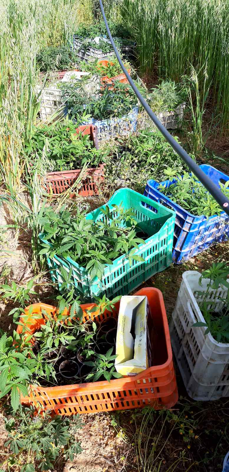 ινδικη κανναβη