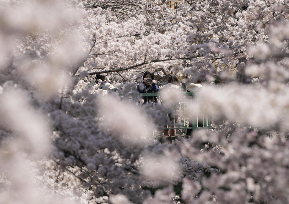 Από τις ανθισμένες κερασιές της Ιαπωνίας