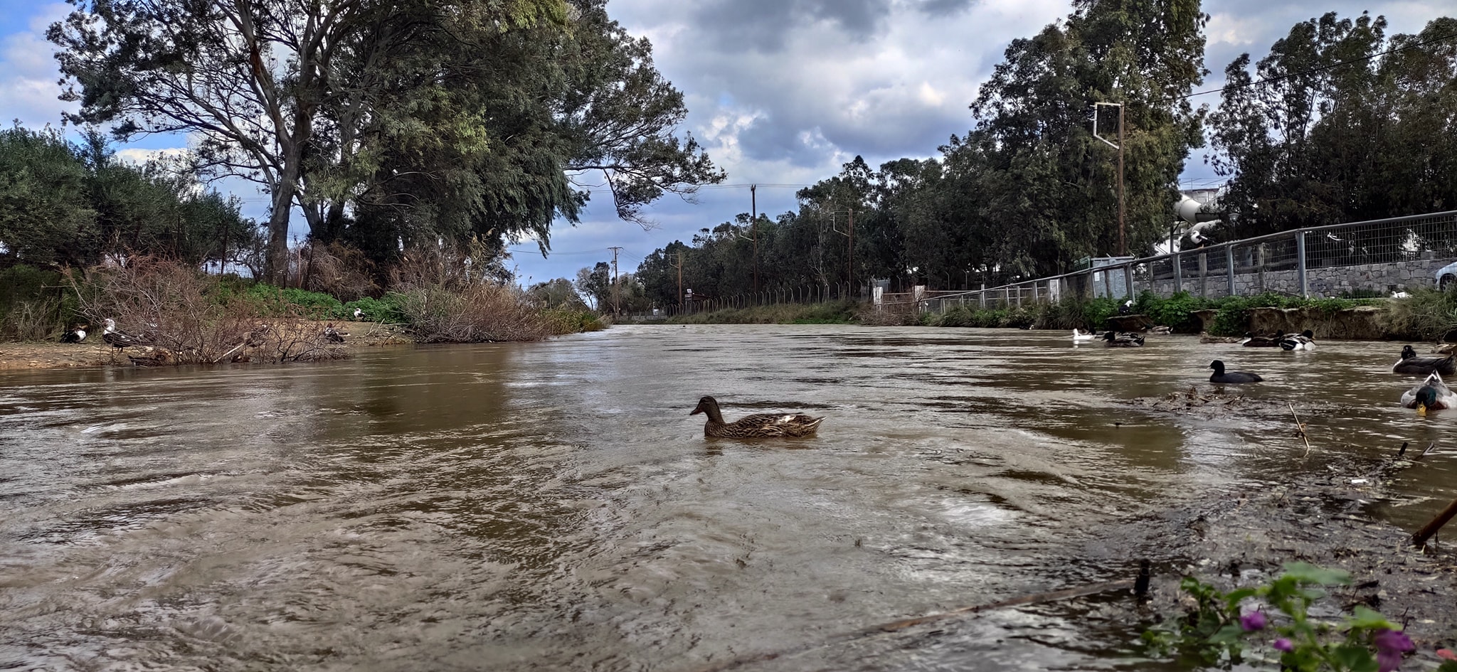 Αλέξανδρος Καστελλιανάκης 