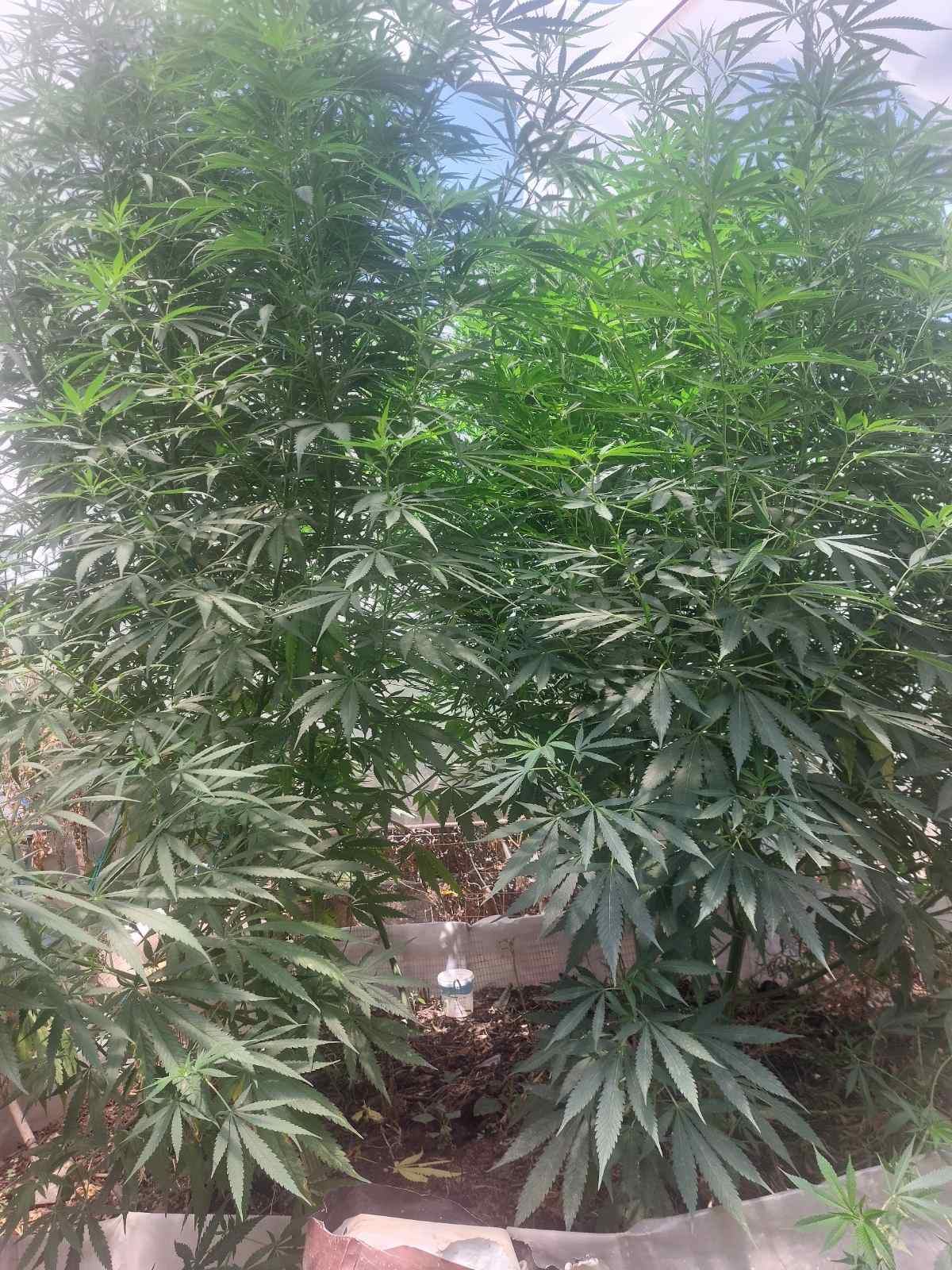 κίσσαμος φυτεία Χανιά