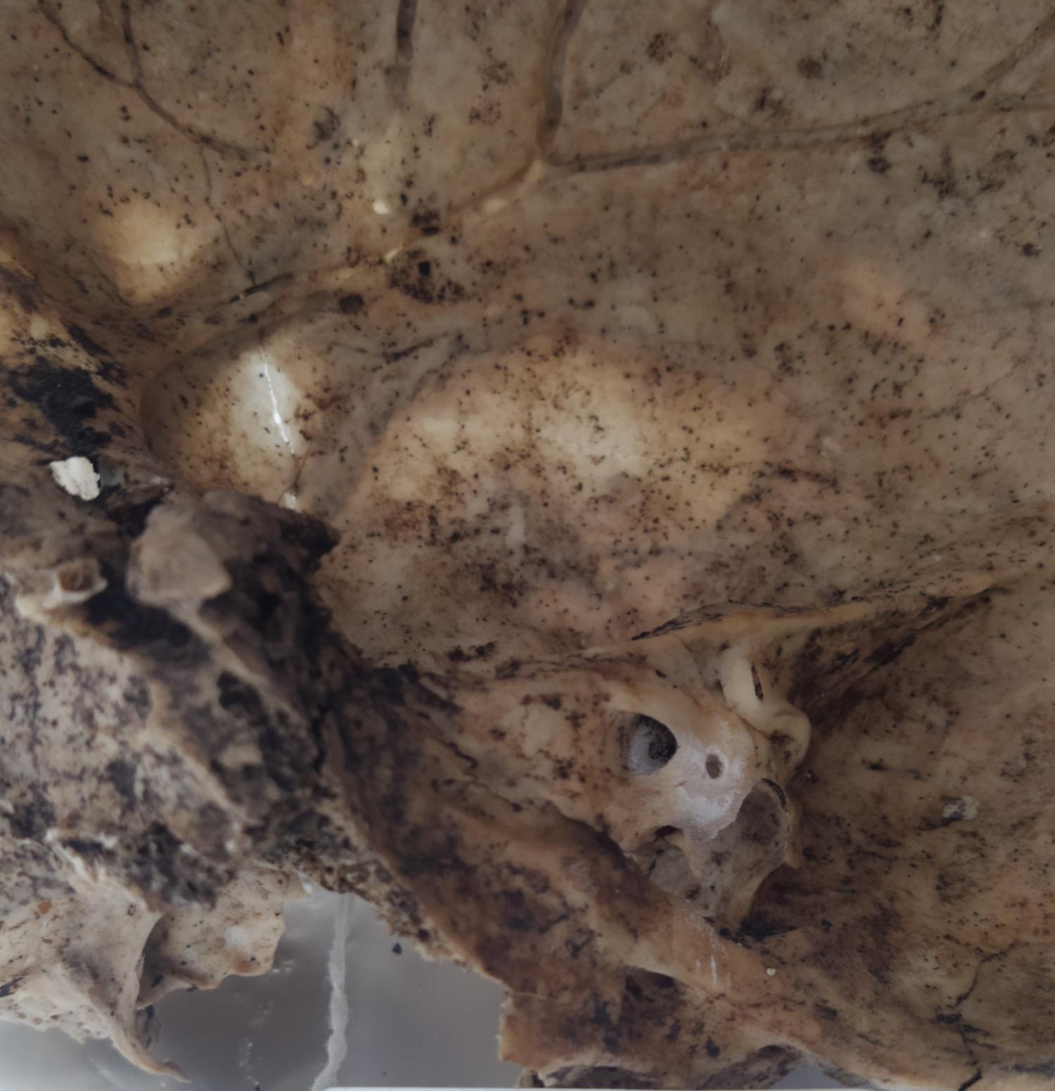 ταυτοποίηση θύματα άμαχοι Άδελε Ρέθυμνο Β' Παγκόσμιος