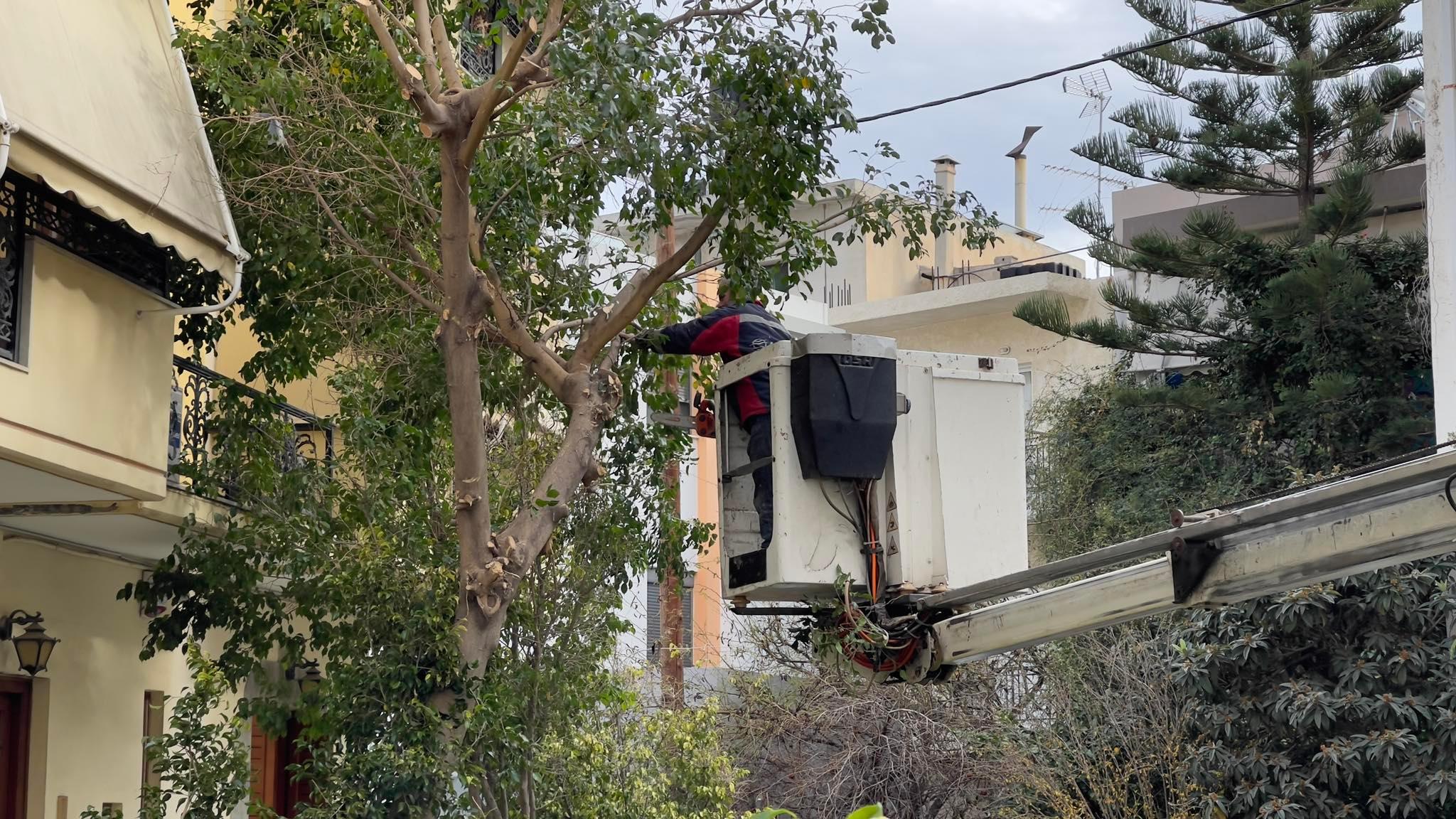 Φίκος Κοπή Δέντρο Ηράκλειο