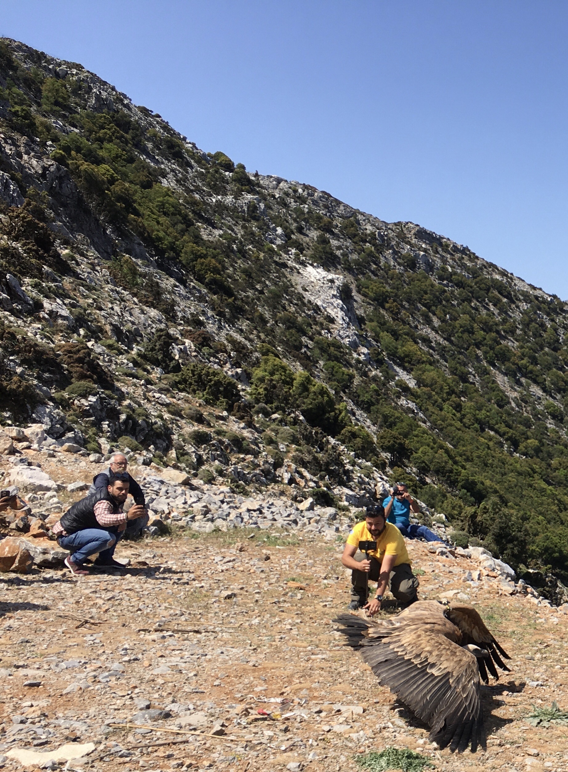 Από την απελευθέρωση ορνίων στο Λασίθι