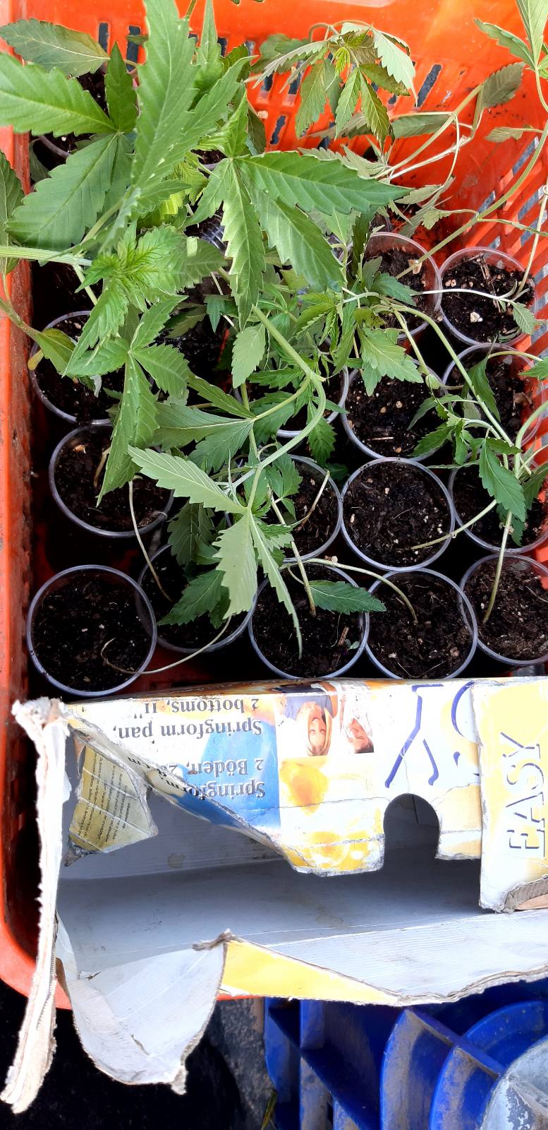 ινδικη κανναβη, αστυνομικη επιχείρηση