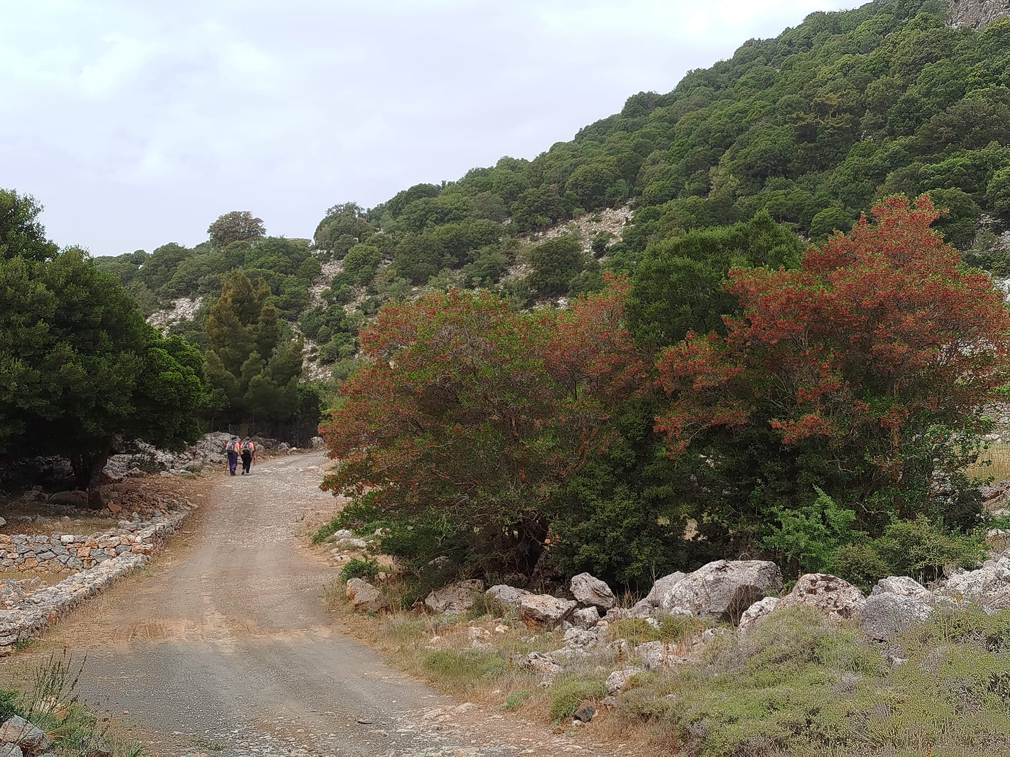 Στο δάσος του Κρούστα πεζοπόρησε ο Ορειβατικός Σύλλογος Αγίου Νικολάου