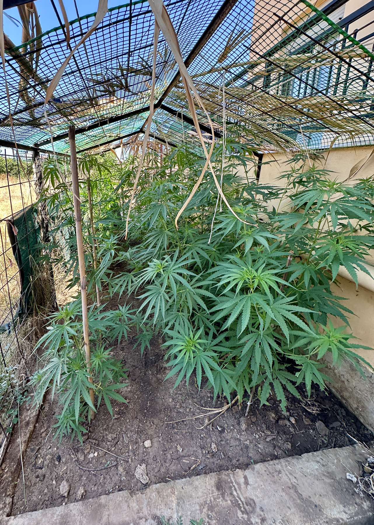 Καλλιεργούσε κάνναβη δίπλα στο σπίτι του