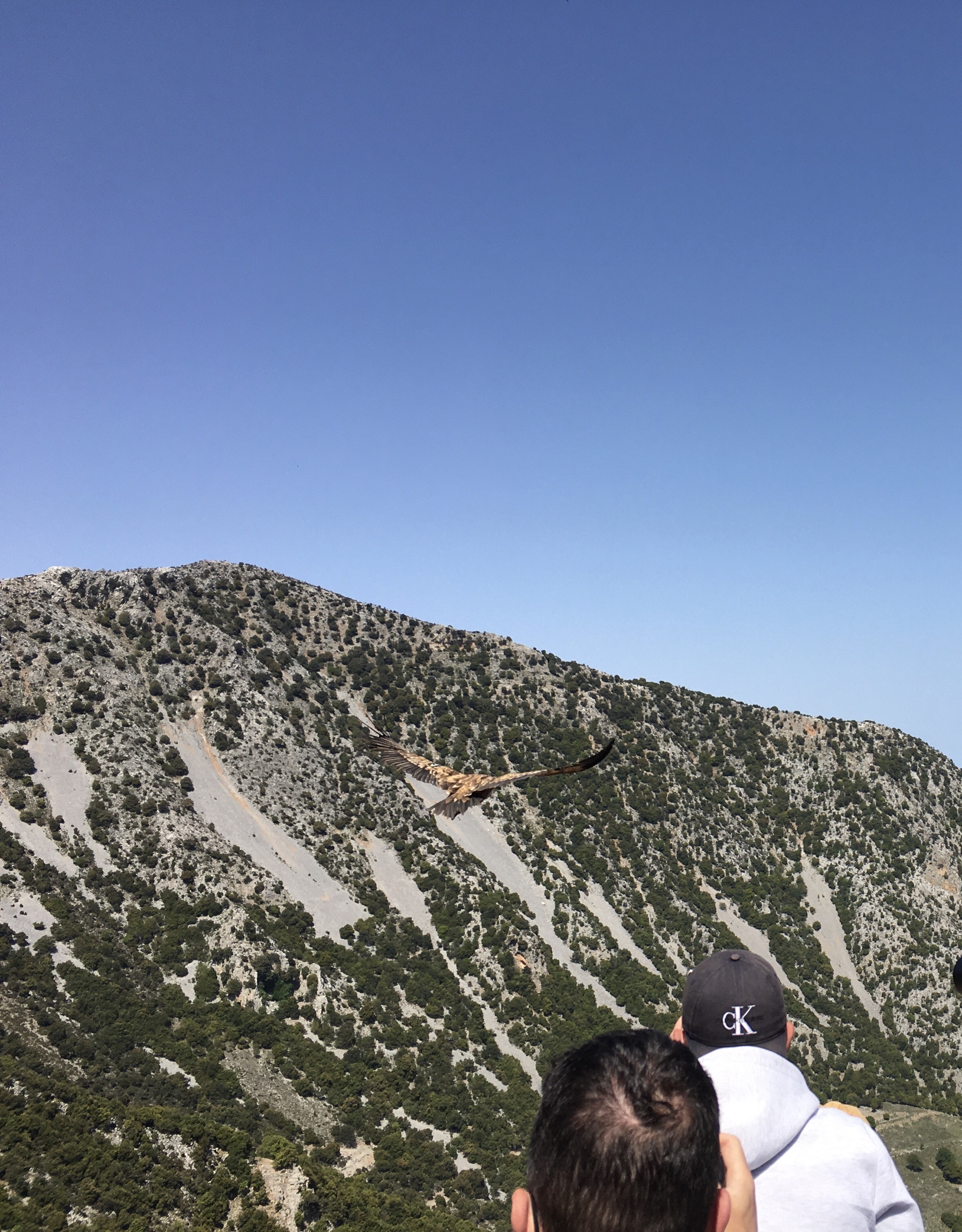 Από την απελευθέρωση ορνίων στο Λασίθι