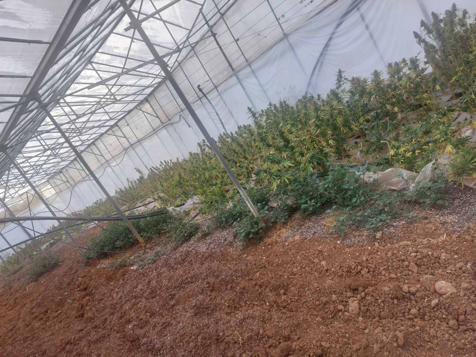 δενδρύλλια Κάνναβη Χανιά Κίσσαμος ΕΛΑΣ