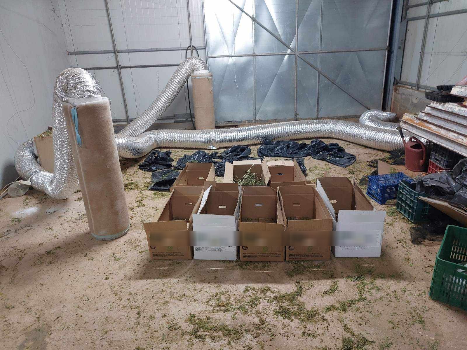 δενδρύλλια Κάνναβη Χανιά Κίσσαμος ΕΛΑΣ