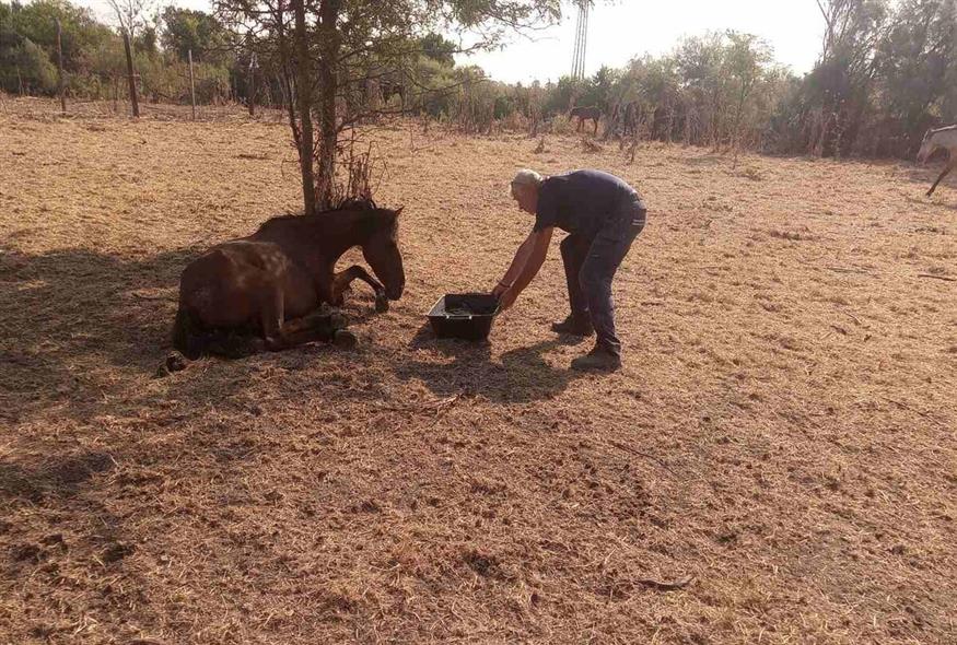 άλογα- δέλτα Έβρου 