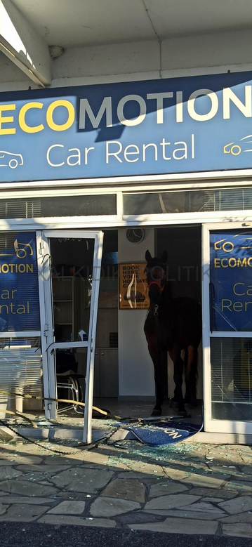 Aλογο μπούκαρε σε επιχείρηση και τα έκανε γης μαδιάμ