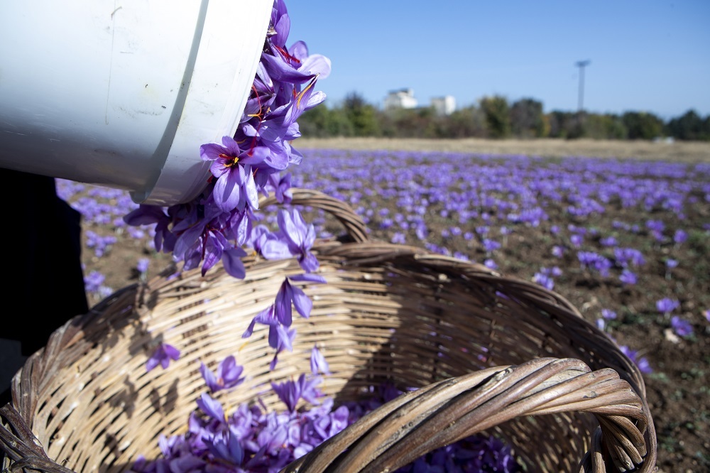 Κρόκος Κοζάνης