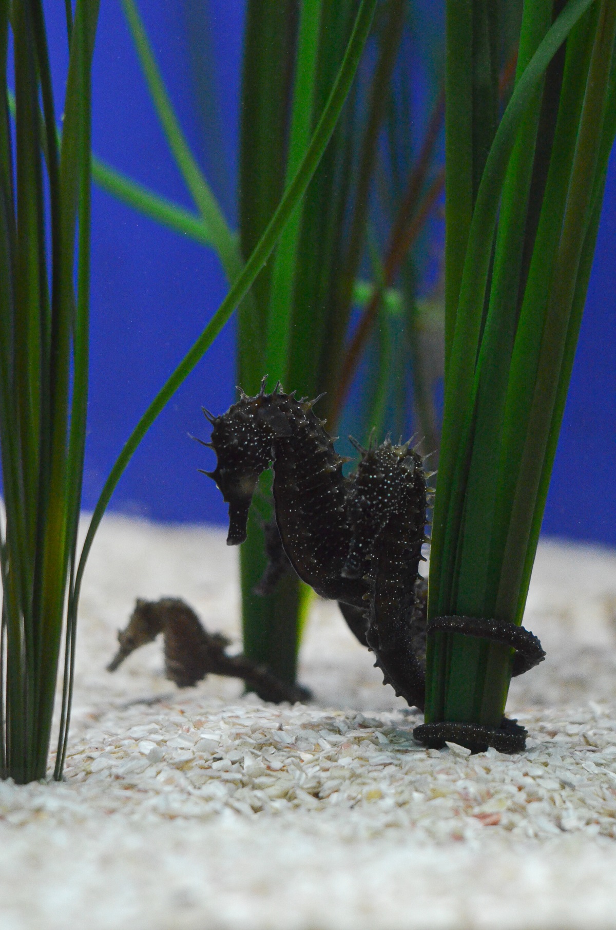 ιππόκαμποι