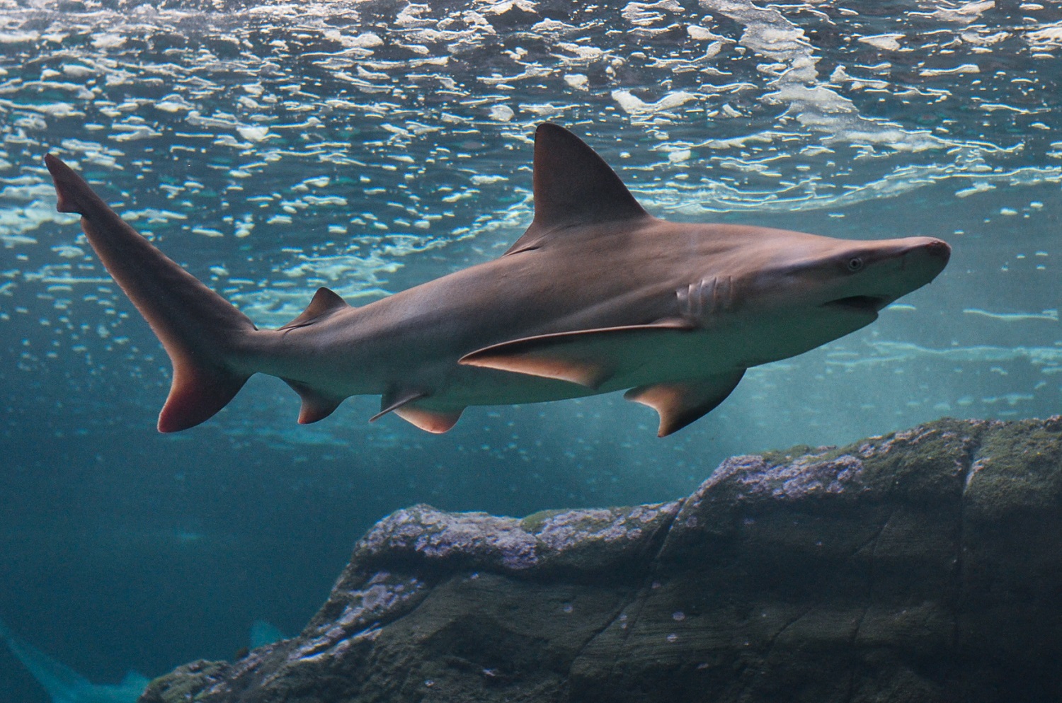 Καρχαρίας Ενυδρείο Κρήτης