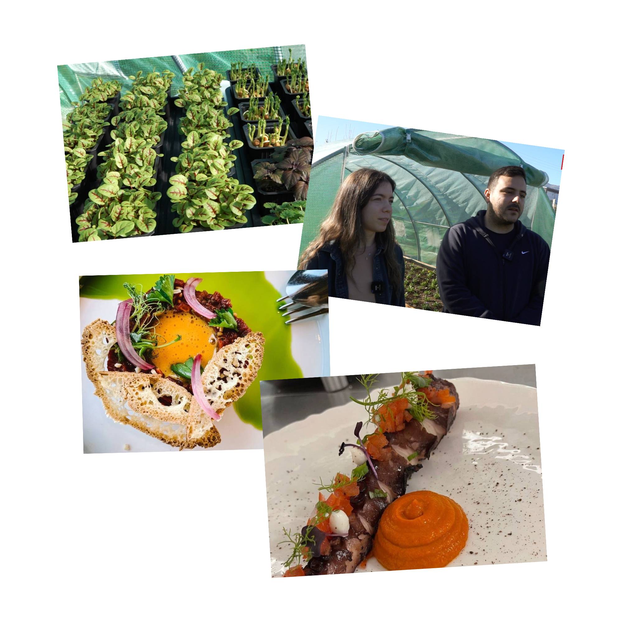 microgreens Ηρακλειο Τατάκης Τζαμπουράκη