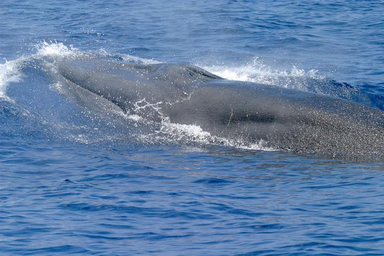 Η φάλαινα του Ράις σε μια από τις ελάχιστες φωτογραφίες της μέχρι σήμερα