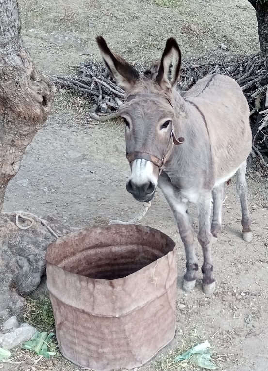 φιλοζωική κρήτης ιπποειδή