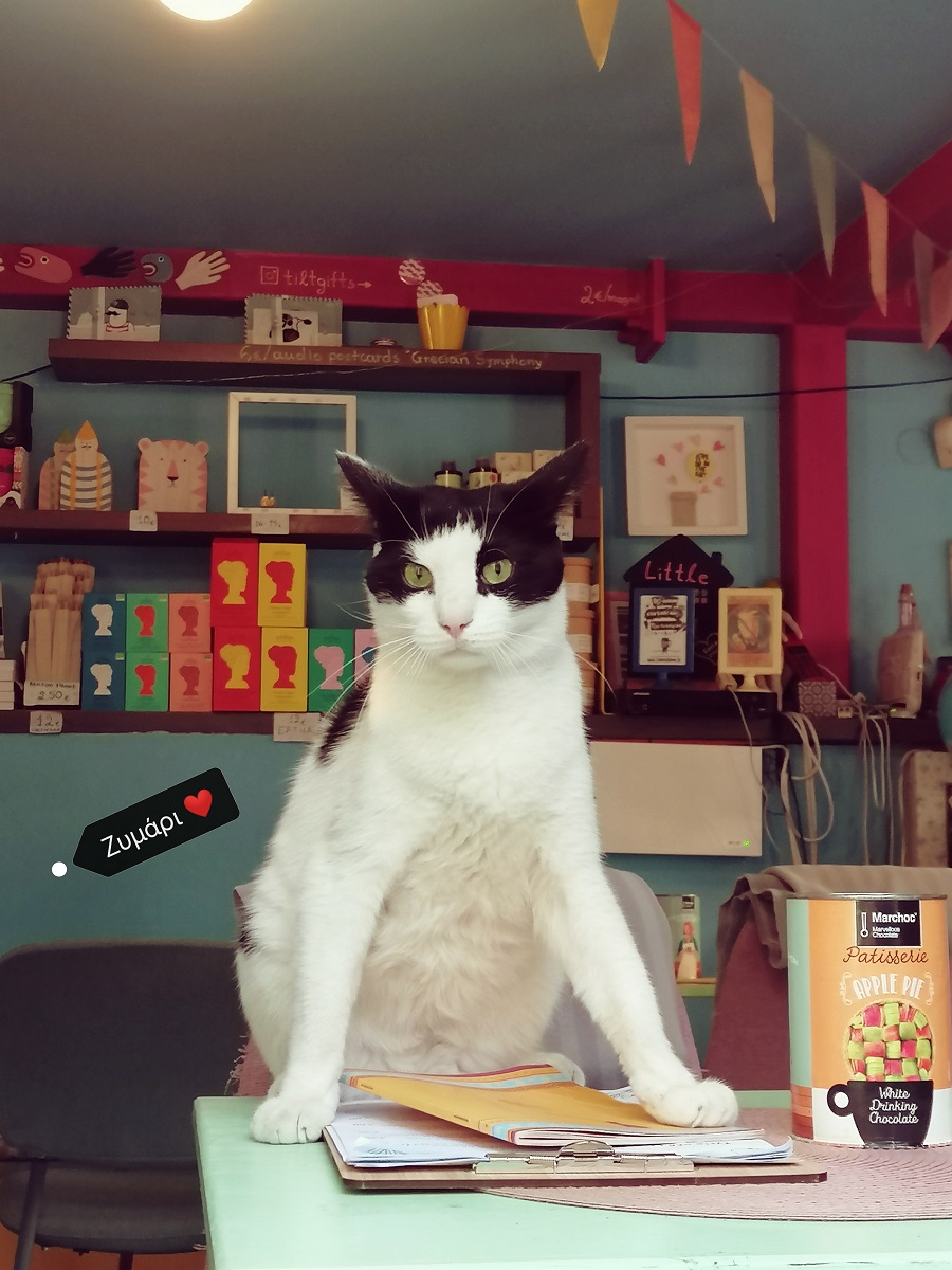 Γατόφιλο Καφέ Θεσσαλονίκη Γάτες Καφετέρια