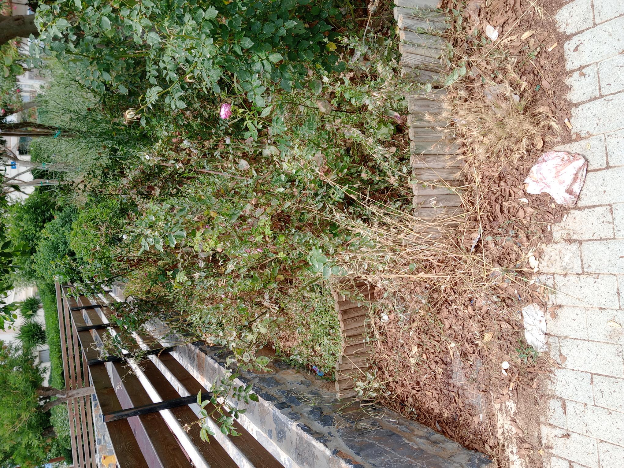 πάρκο θέρισσος Ηράκλειο σκουπίδια χόρτα κουνούπια