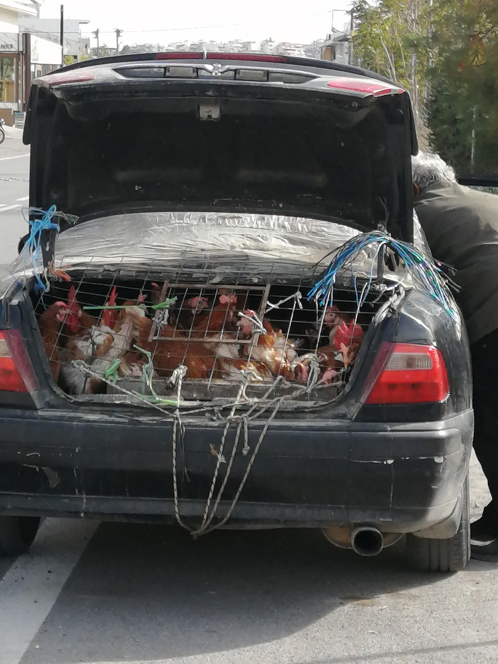 κοτοπουλα πορτ μπαγκαζ