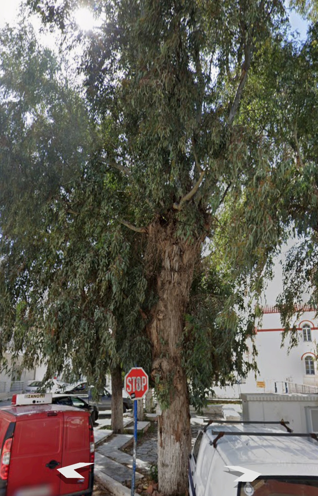 τυμπακι δέντρα