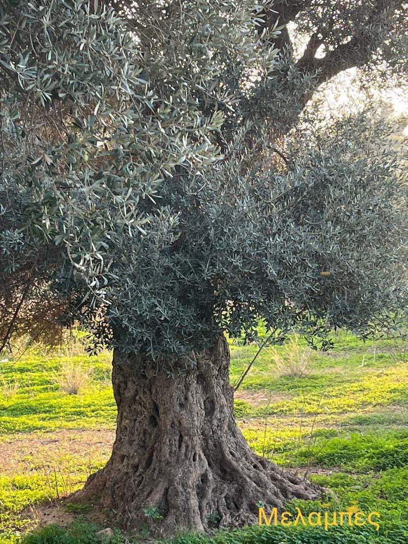 Ρέθυμνο Χοντρολιά Δήμος Αγίου Βασιλείου