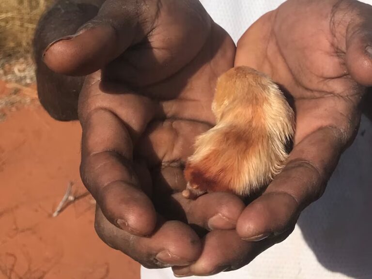 Κακαρατούλ