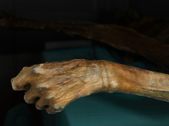 otzi