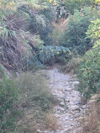 Καρτερός καλάμια