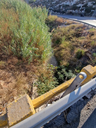 Καρτερός καλάμια