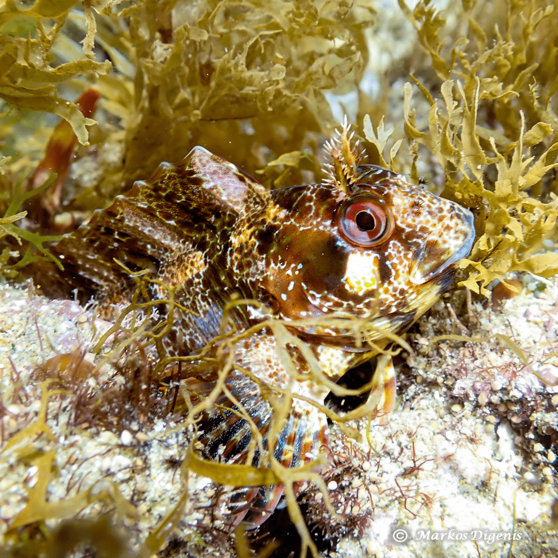 Βιοποικιλότητα διαγωνισμός παραλίες Κρήτη