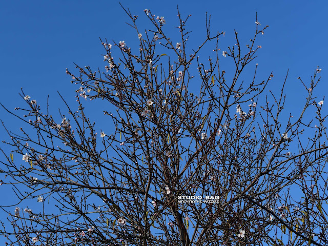 αμυγδαλιές Ναύπλιο