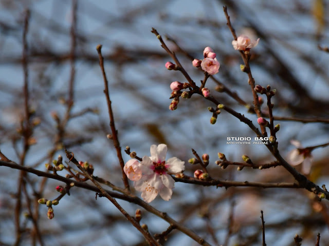 Ναύπλιο αμυγδαλιές