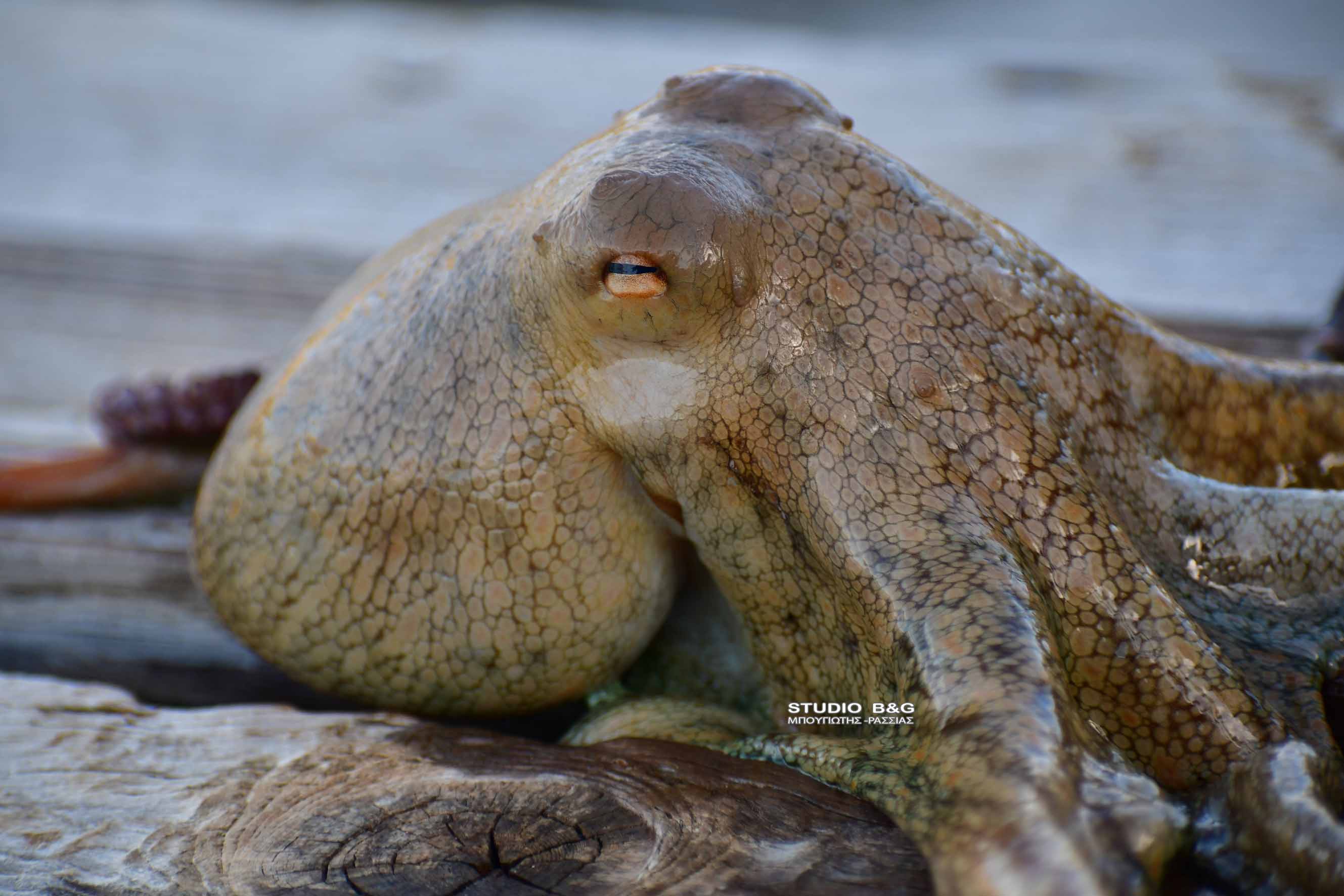 ΝΑΥΠΛΙΟ- ΧΤΑΠΟΔΙ ΒΓΗΚΕ ΣΤΗ ΣΤΕΡΙΑ
