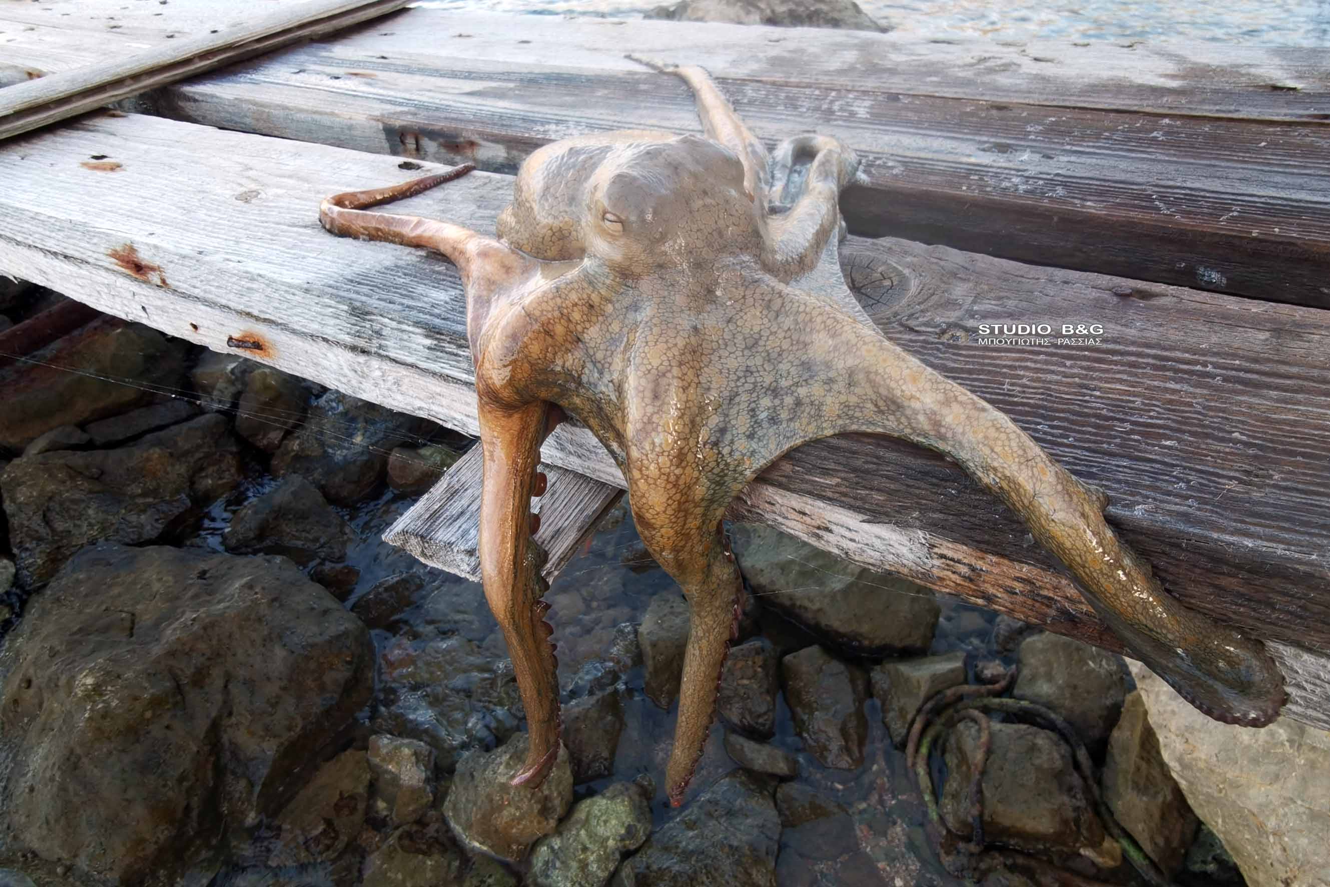 ΝΑΥΠΛΙΟ- ΧΤΑΠΟΔΙ ΒΓΗΚΕ ΣΤΗ ΣΤΕΡΙΑ