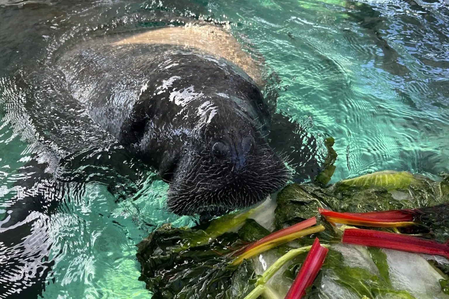 Θαλάσσια Χελώνα Φλόριντα