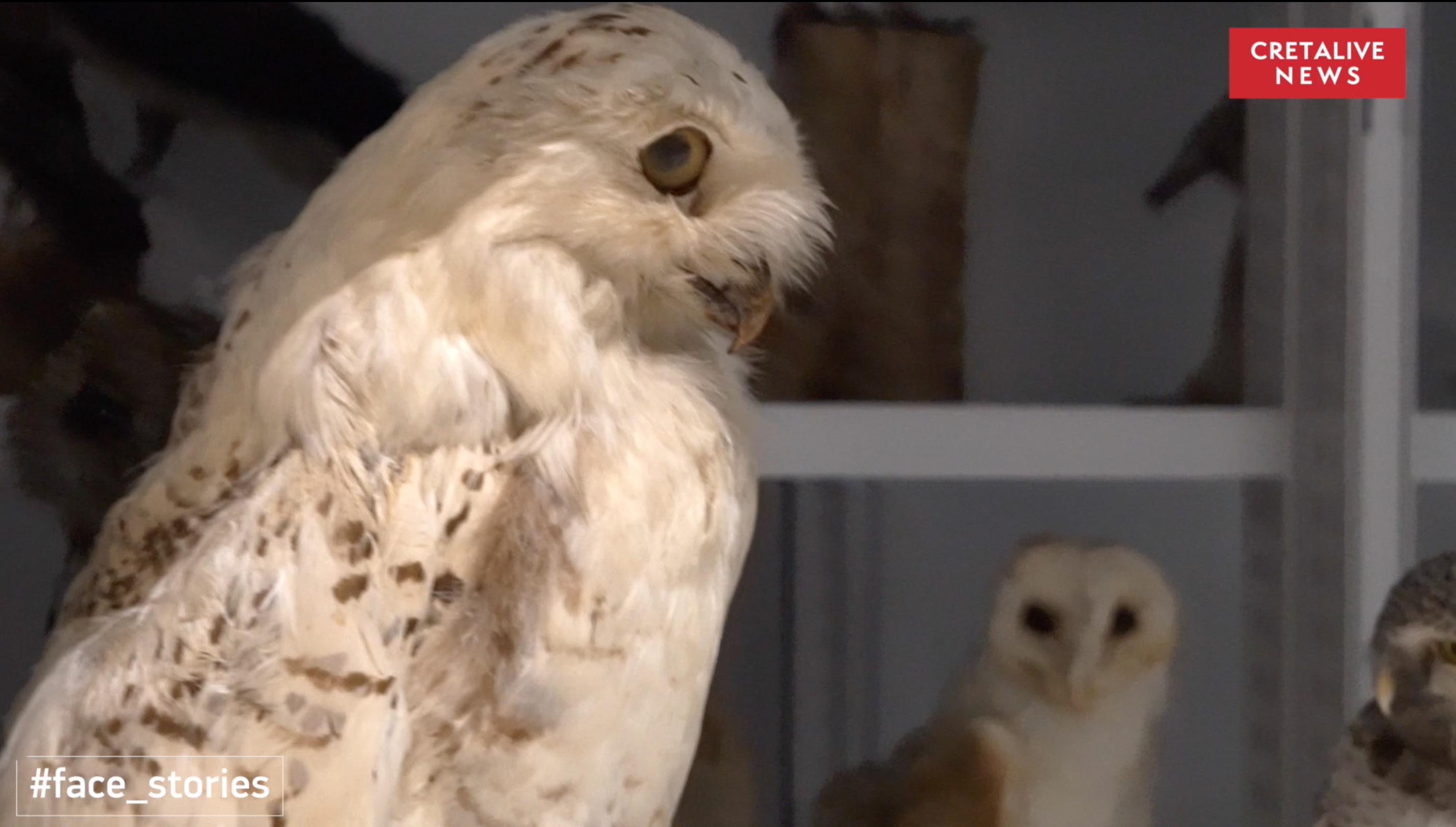 συλλογή ΜΦΙΚ