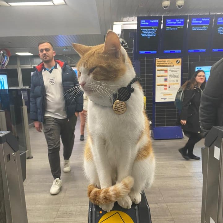 γάτα μετρό