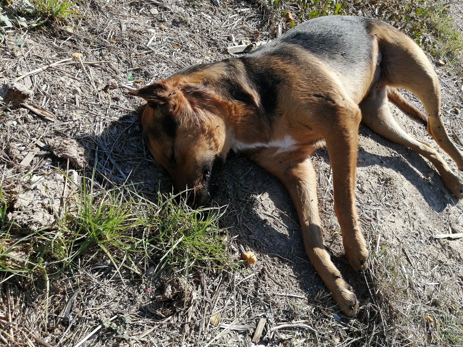 αδέσποτο φόλα