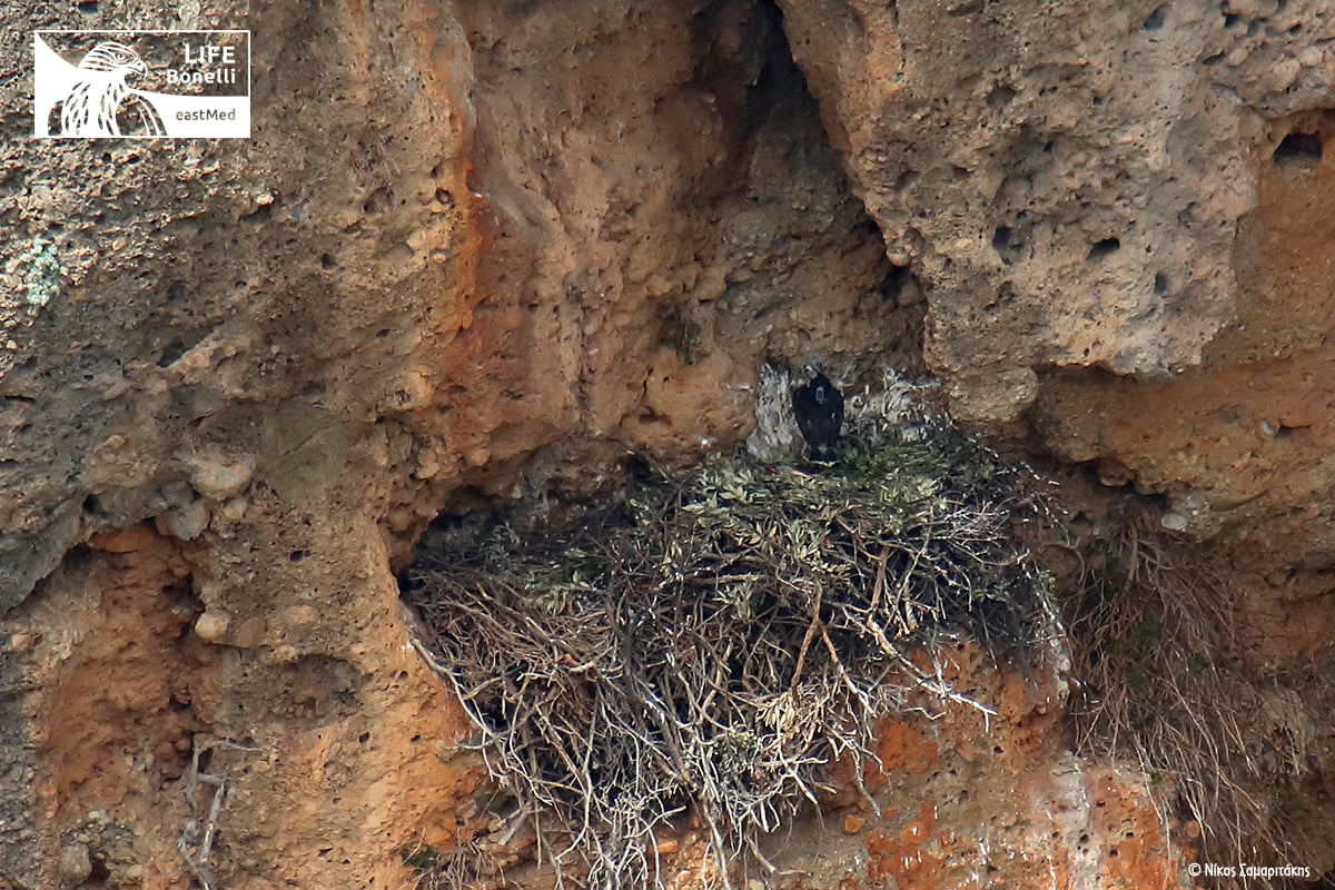 σπιτζαετός