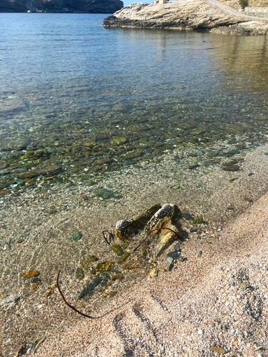 agia pelagia
