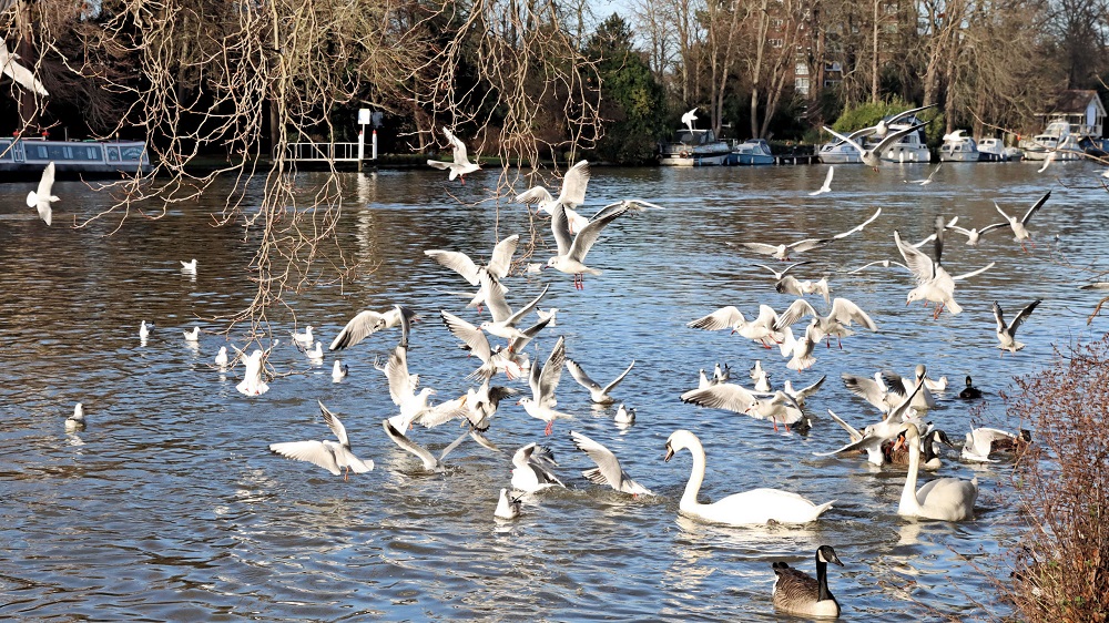 Αγιασμός Τάμεσης