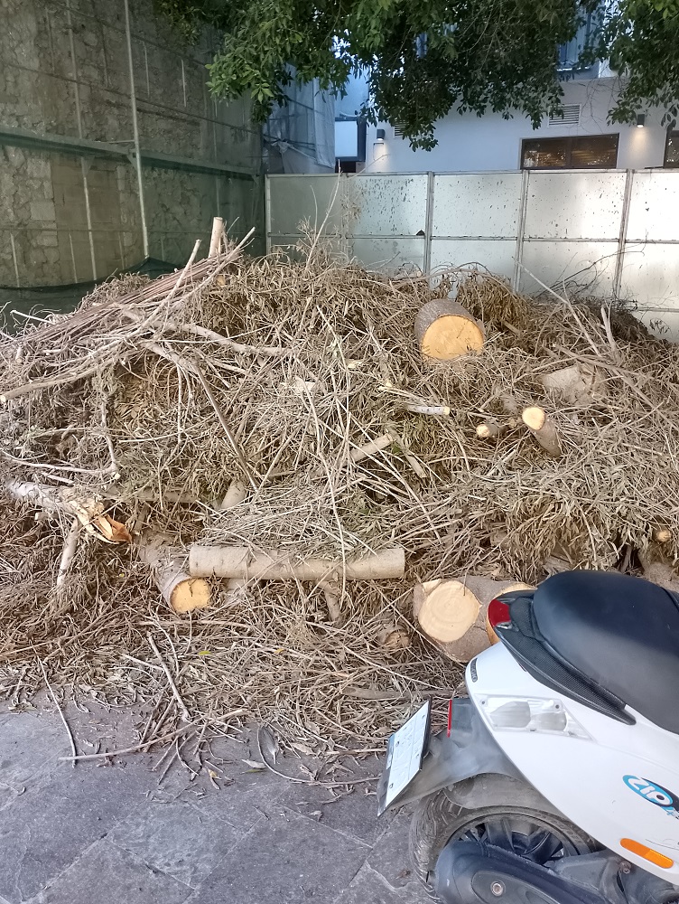 Άγιος Μηνάς ξερόκλαδα