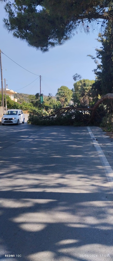 Άγιος Σύλλας πτώση πεύκου