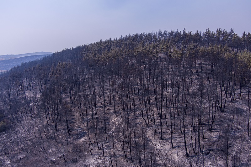 ΒΑΣΙΛΗΣ ΒΕΡΒΕΡΙΔΗΣ / ΜΟΤΙΟΝ ΤΕΑΜ)